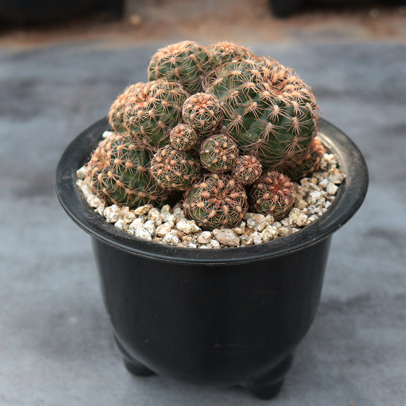 樱花罗星丸 仙人球裸萼球属火星丸胭脂红开花粉花美观好养易度夏