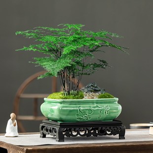 中式哥窑文竹花盆家用带托盘陶瓷大口径米竹植物花盆桌面盆栽盆