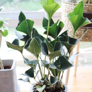 国王花烛水培土培绿植客厅观叶办公室大厅四季常绿精品绿植安祖花