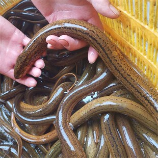 鳝鱼鲜活稻田鳝鱼苗大黄鳝长鳝鱼盘鳝黄鳝幼苗长鱼鲫鱼一斤包邮