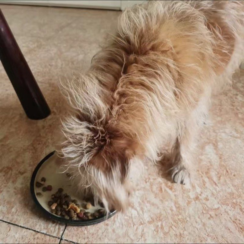 宠之鲜鸭肉梨鲜肉冻干狗粮泰迪比熊博美成幼犬通用去泪痕增肥20斤,宠物/宠物食品及用品,猫风干零食/肉干/鱼干,淘宝优惠券,粉丝福利购,淘宝优惠卷