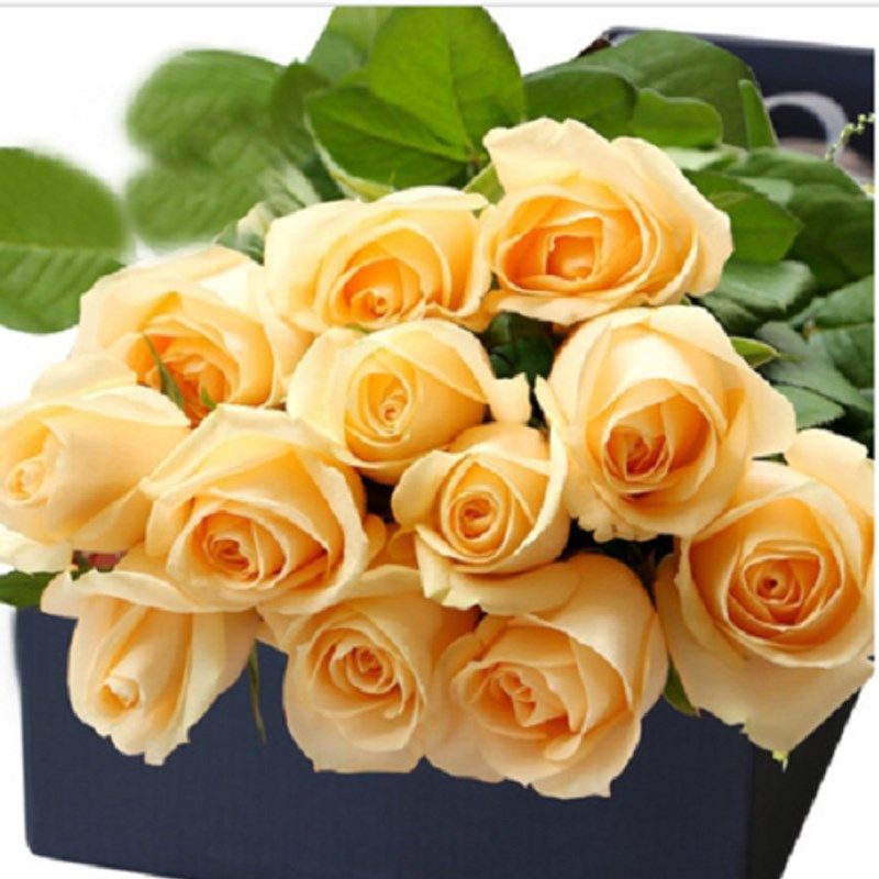 蜜桃雪山月季花苗开花玫瑰小苗四季盆栽花卉爬藤植物藤本蔷薇绿植,鲜花速递/花卉仿真/绿植园艺,月季/蔷薇/玫瑰,淘宝优惠券,粉丝福利购,淘宝优惠卷