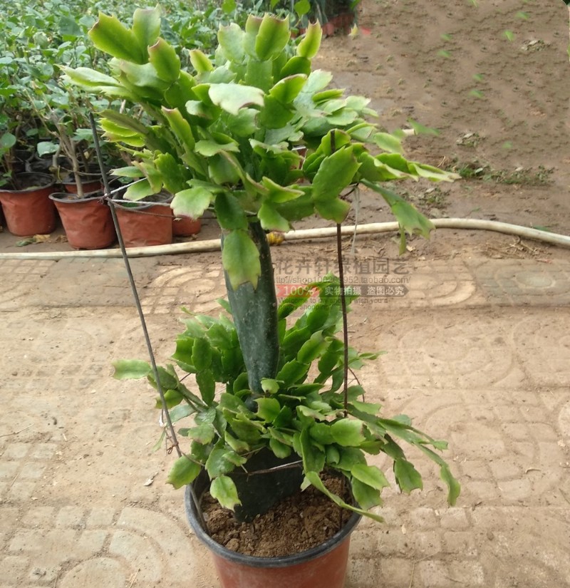 多色叶仙嫁接蟹爪兰盆栽阳台多肉仙人掌层砧木单层叶片冬季观花