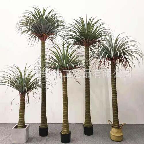 仿真龙树葵热带雨林假植物室AOK景外园林造装饰龙血树千绿年木植