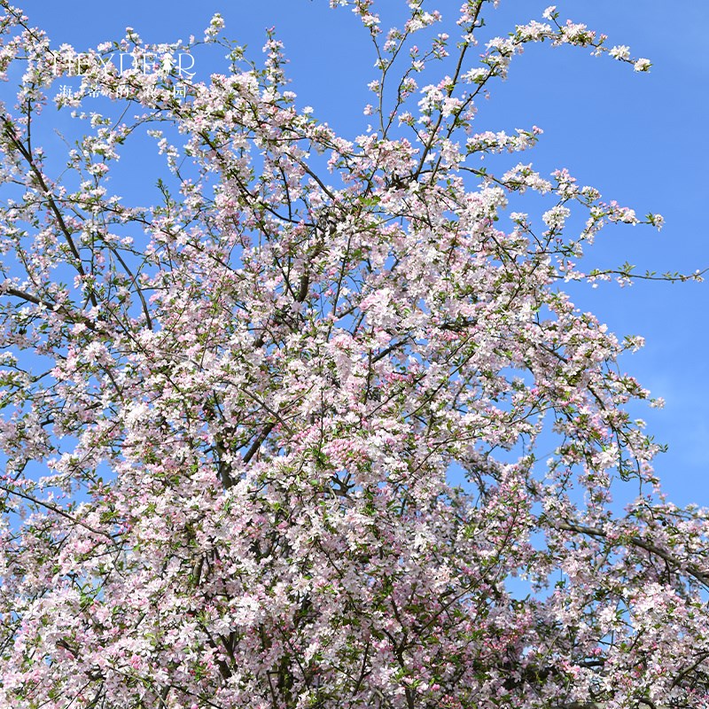海蒂的花园垂丝海棠好养木本花卉庭院风景树地栽盆栽盆景植物树苗