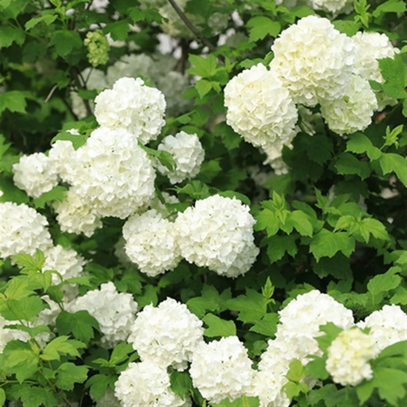 正宗木本绣球树苗正宗中华木绣球斗球室内外庭院盆栽地栽耐寒花卉