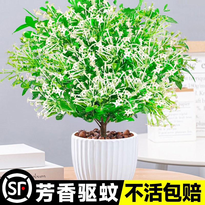 夜来香盆栽花苗室内客厅驱蚊植物室外庭院好养花卉九里香树苗