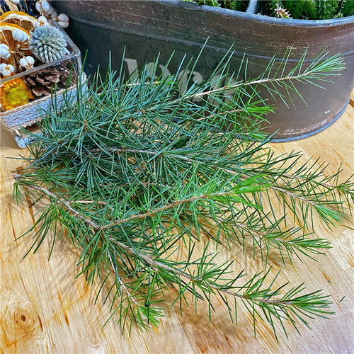 圣诞diy新鲜松枝材料包拍照道具圣诞树松柏花环松针森系手工松条
