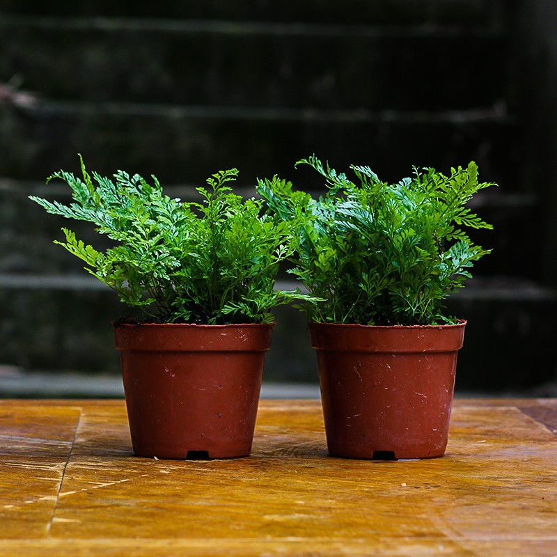 水陆缸植物造景迷你狼尾蕨雨林缸蕨类绿植茶室办公书房喜阴小盆栽