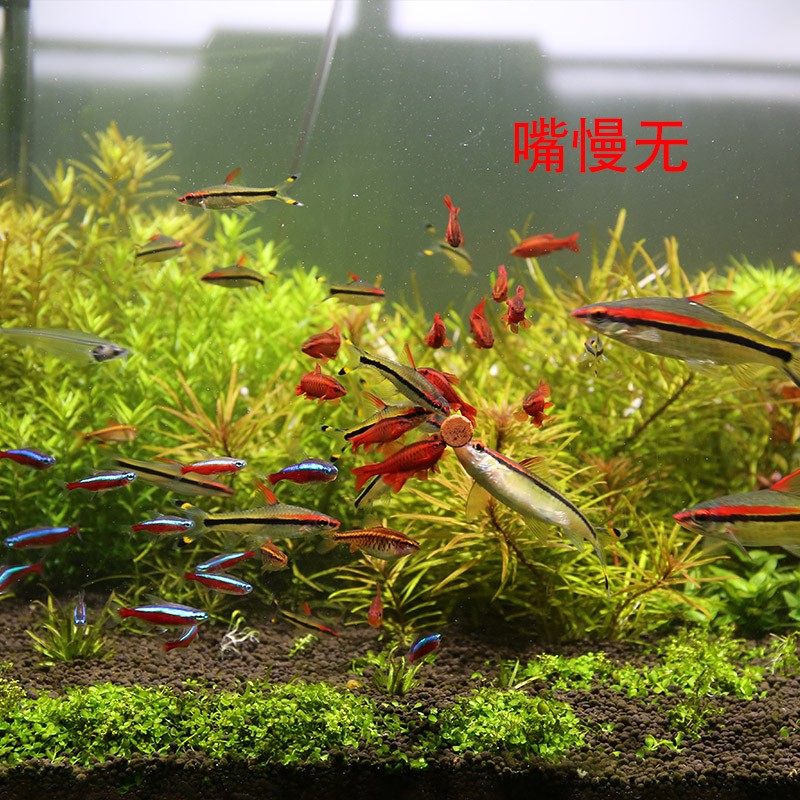 海豚贴片鱼食小型粘贴饲料薄片颗粒鱼粮热带观赏孔雀三湖贴缸小鱼,宠物/宠物食品及用品,观赏鱼饲料,淘宝优惠券,粉丝福利购,淘宝优惠卷