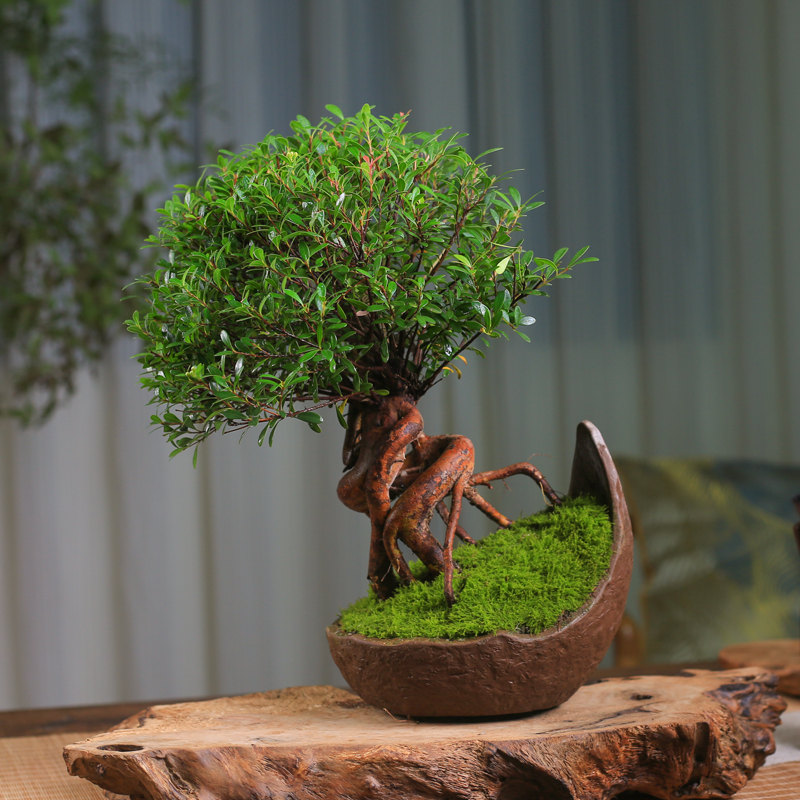 小叶赤楠盆景精品蘑菇头造型提根老桩小盆栽室内观叶植物四季好养