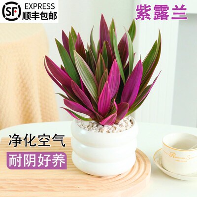 紫露兰吊兰植物盆栽室内办公室桌面花卉垂吊绿植油画婚礼四季好养