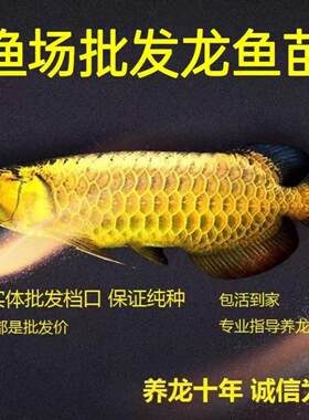金龙鱼活鱼 鱼苗 蓝底练手高背过背金头热带龙鱼观赏鱼风水鱼