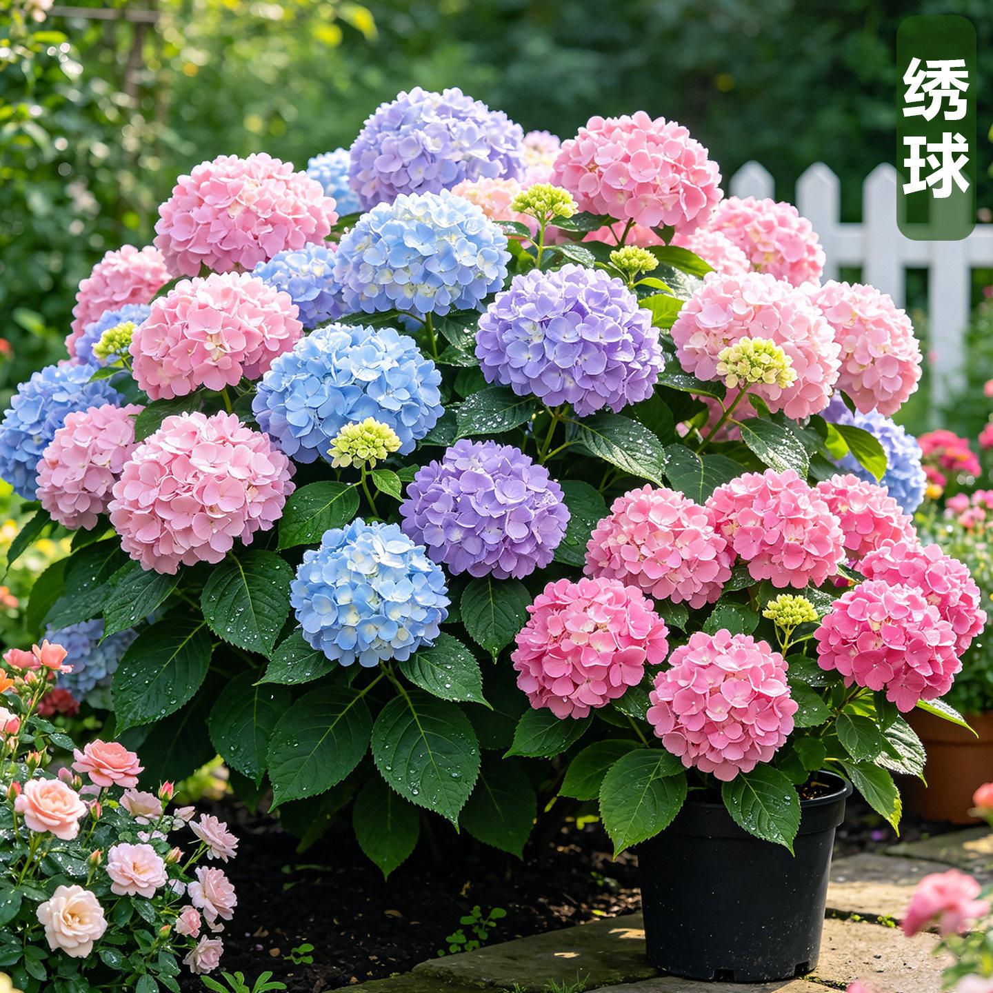 重瓣绣球花盆栽银河太阳神殿绣球无尽夏绣球花庭院花期长好养植物