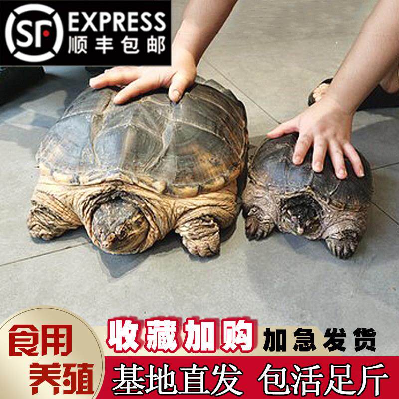 鳄龟鳄龟食用活物大的可食用乌龟大龟肉杂佛北美宠物苗包活外塘