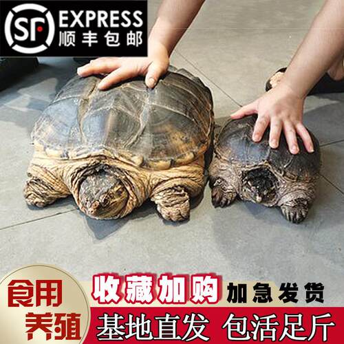 鳄龟鳄龟食用活物大的可食用乌龟大龟肉杂佛北美宠物苗包活外塘