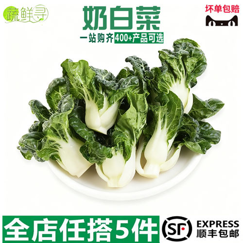 新鲜宁夏矮脚奶白菜牛奶白菜中学斗迷你奶白菜新鲜斗白菜新鲜蔬菜