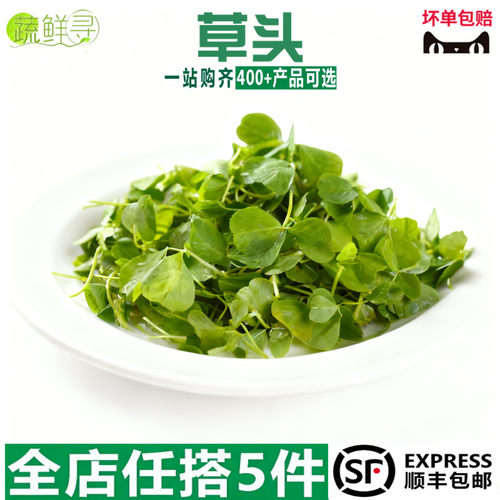 新鲜小草头金花菜野菜三叶菜秧草 含水湿的 新鲜蔬菜