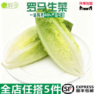 包心罗马生菜500g 罗纹凯撒生菜 黄心罗马嫩罗马生菜
