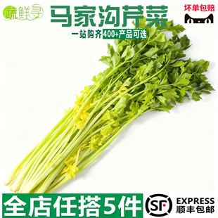 马家沟精品芹菜山东青岛平度新鲜大叶嫩黄芹菜嫩芯空心脆芹菜新鲜