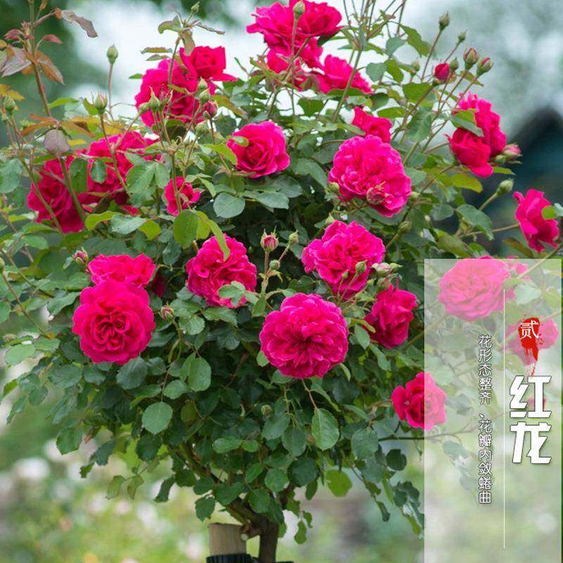 嫁花接树状月季桩月季树秒树老桩室内盆栽庭院阳台大香628浓四季,鲜花速递/花卉仿真/绿植园艺,月季/蔷薇/玫瑰,淘宝优惠券,粉丝福利购,淘宝优惠卷