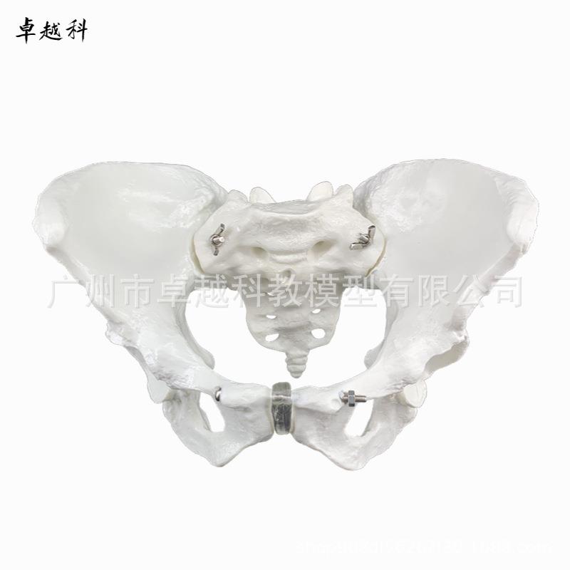 可活动女性骨盆肌宫男模型及盆底肉肌模型子盆564骨分娩助产性骨