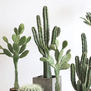 真仙人掌沙生风格植铺物造景搭配龙神柱门堆景店装饰11255店落仿