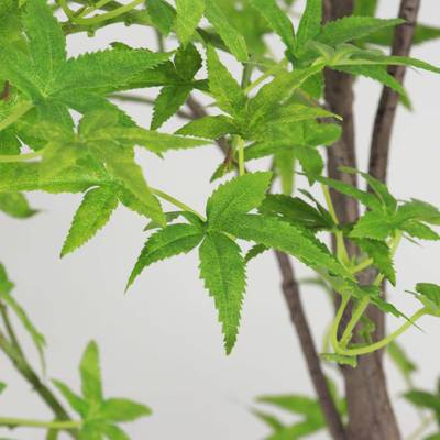 新款真绿植仿真枫商叶树网红绿枫树仿酒店场绿植假树内外装EHM室