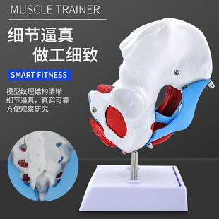 女性骨盆模模型及骨盆肌模型子无品牌/宫模型盆分娩底助产教学型