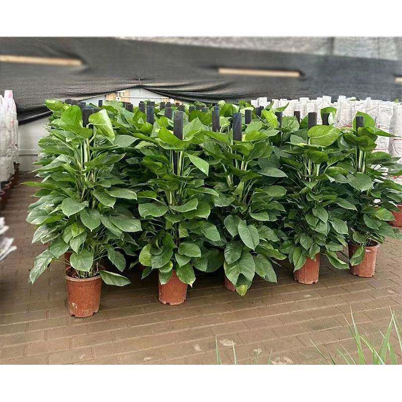 大叶萝盆栽绿绿内萝柱子成都家庭绿植GTV室办区写字楼摆放公植物