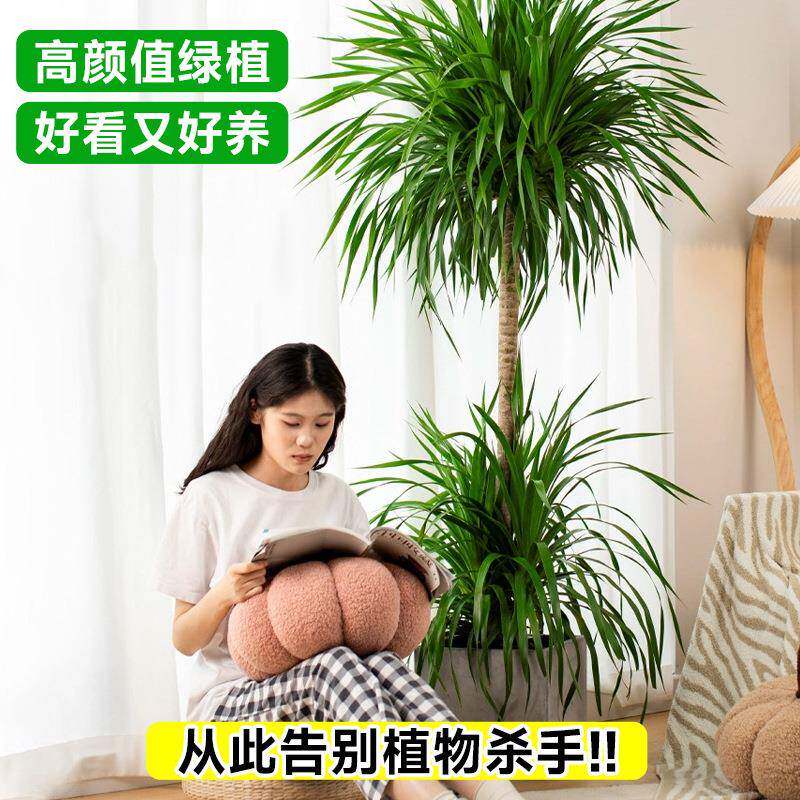 精品血树绿植旺室内大1003型盆栽单杆多龙头须龙树发财树客厅宅盆