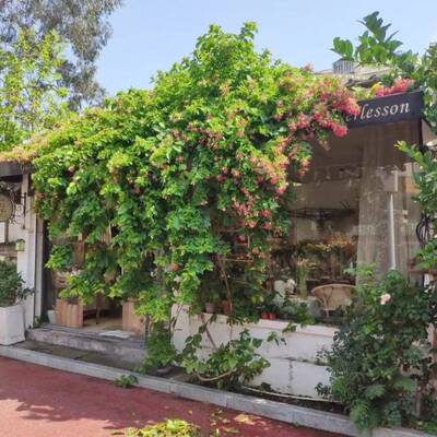 庭使君子爬藤植rzs62392物大花盆栽爬重瓣苗室外院四季开花夜来香