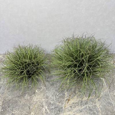 仿植物蒲草装球造真景摆件店铺假草PCQ堆景观芦苇草饰灌木草绿植