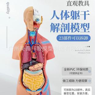 45CM性躯干附内脏模型23件双模人849体男女干女内脏解剖躯型可拆