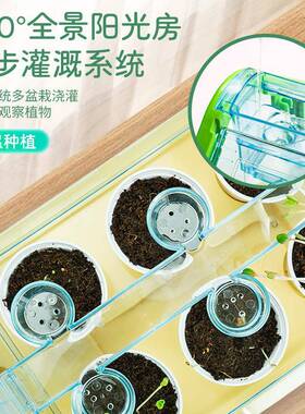 学优阳光房种植D21577IY种种观察科学菜小实验套装幼儿园花种马菜