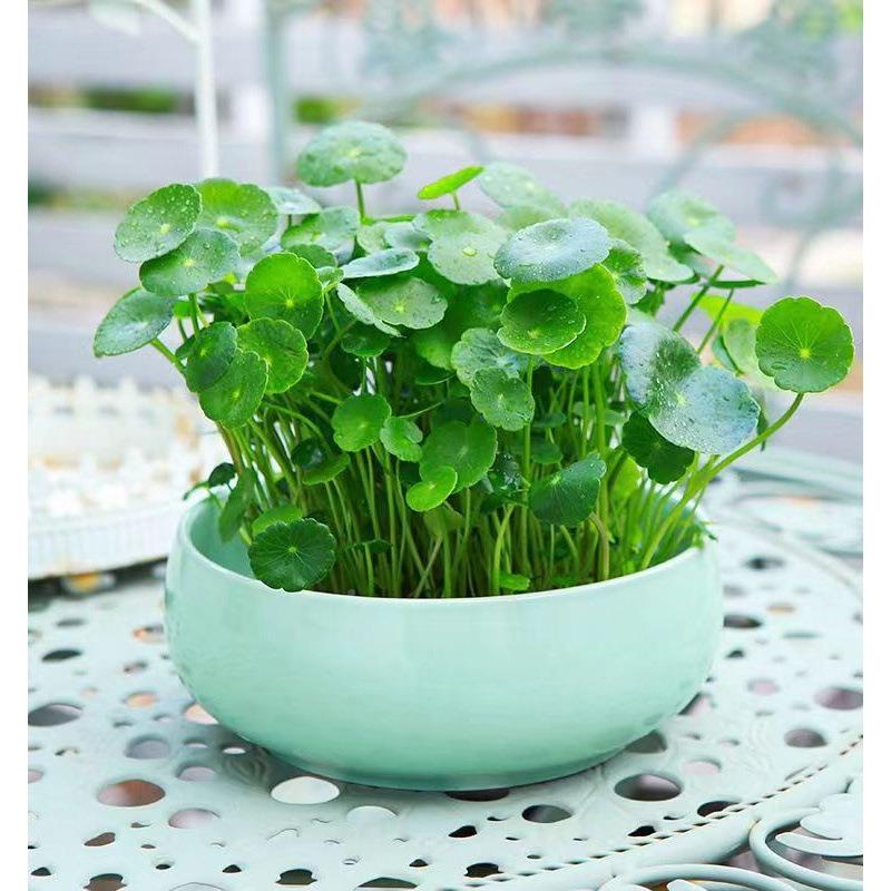 铜钱草室盆内栽套花卉绿植盆景金钱草绿萝吊兰净化餐空气水培ytsx