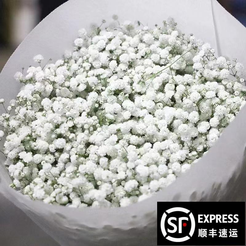 满天星鲜花云南昆明客厅装饰永生花干燥花家用插花礼物家居摆饰
