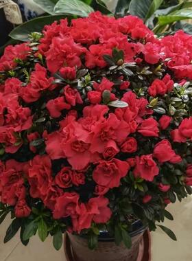 杜鹃季花四花盆栽盆bzl60692花卉植物景带花发开货