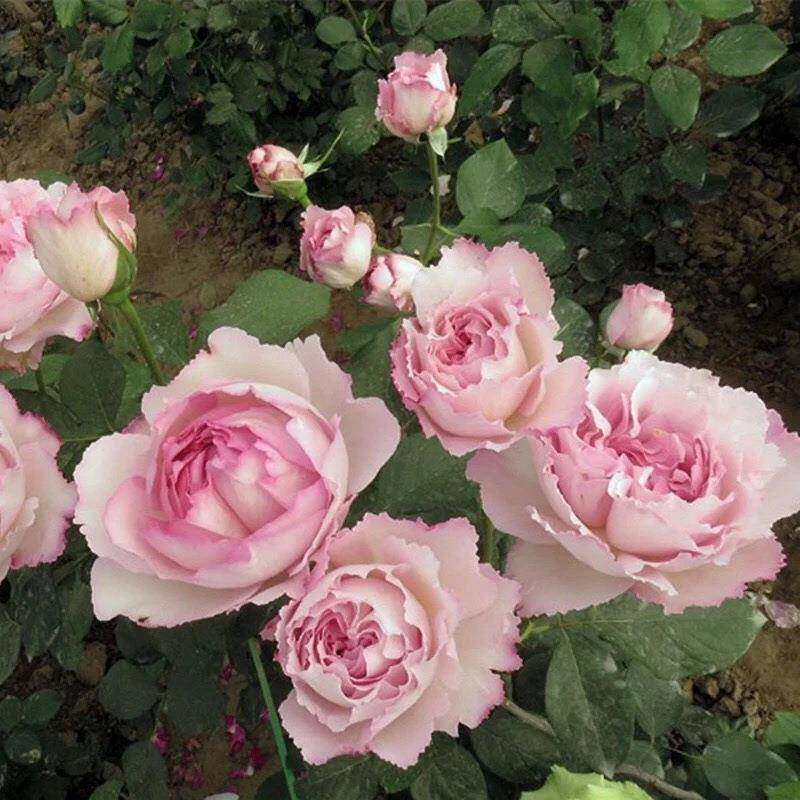 伊芙芳香眠月季花苗特催大花浓香无品牌/勤盆栽阳大台四季花植株