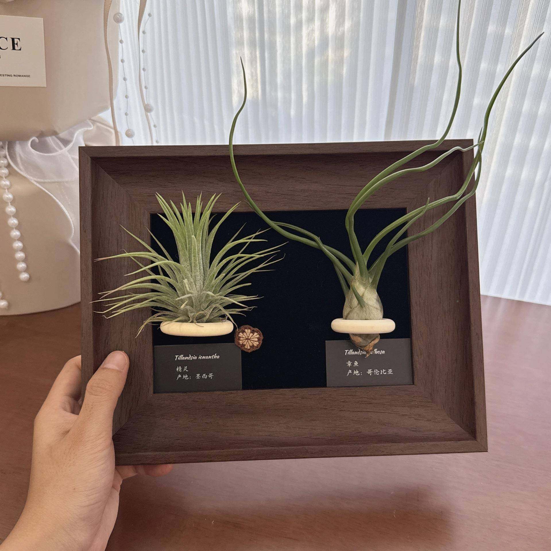 空气凤梨相框装饰办画公室卧室软装植SQM物厅绿植摆客桌面小件众,家居饰品,落地摆件,淘宝优惠券,粉丝福利购,淘宝优惠卷