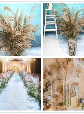 芦苇干花花饰芦苇干花麦穗干花尾草芦苇56788狗花装道具