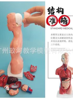 体模型28人CM198躯干人体教内脏解剖模型学具器医官系统结构躯干