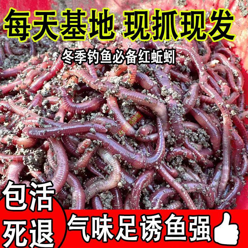 蚯蚓活饵钓鱼大号牛粪饵料鲫鱼活体垂钓鱼饵鲜活盒装批发散装红虫