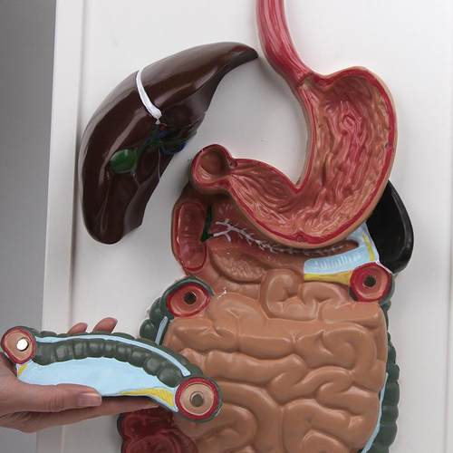 人肠体消化道模型解剖器官745消化系咽统冠状胃剖面鼻喉大小胃