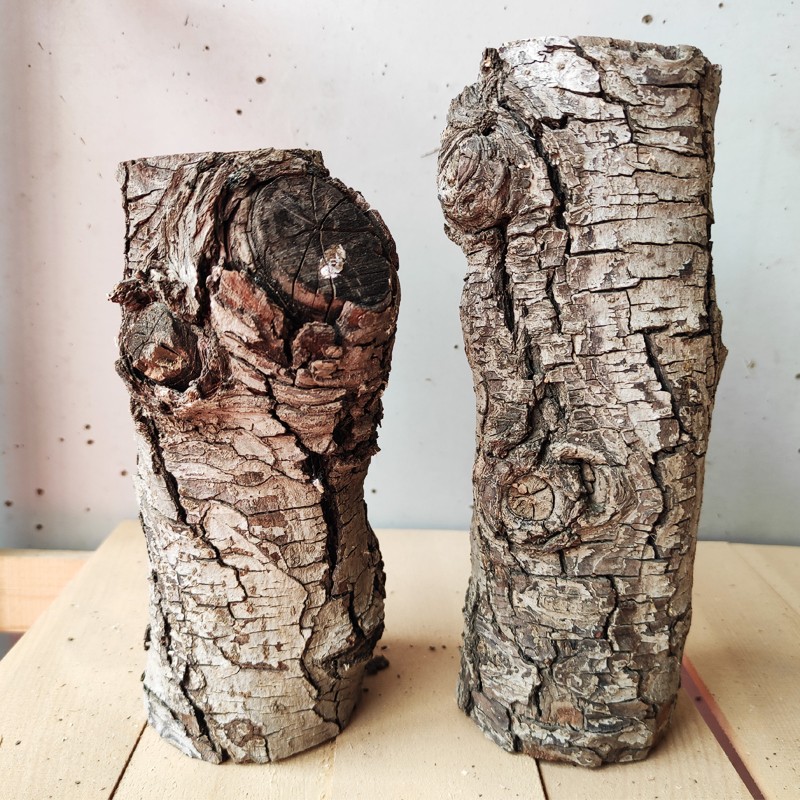 干树枝果木装饰微景造型树客厅树干天然原木干枝屏风枯木橱窗