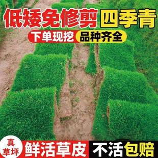 草皮真草坪带泥土别墅花园绿化四季青庭院百慕大果岭草耐寒耐踩踏