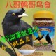 精品八哥鹩哥鸟粮鸟食混合饲料通用营养补钙百灵喜鹊鸟专用食 包邮