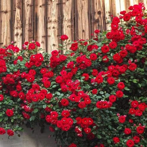 小女孩爬藤月季蔷薇花苗藤本月季多头开花庭院阳台植物玫瑰花好养