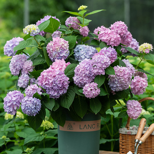 绣球盆栽花苗无尽夏花手鞠等四季易种易养庭院花园观花大花