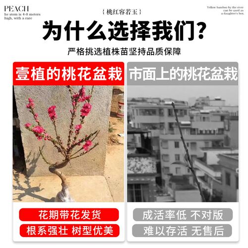 四季桃花树盆栽带花苞室内客厅花卉植物 活苗庭院重瓣寿星桃树